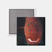 Jewel Grouper, Cephalopholis miniata Magnet (Vorderseite/Rückseite)