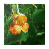 Jewel Weed, Wildblume Fliese (Vorderseite)