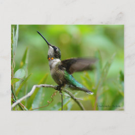 Jewels Adorn Postkarte