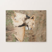 Jigsaw puzzle Portrait of a Lioness (Horizontal)