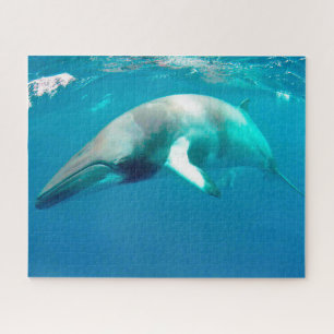 Jigsaws Minke Whales. Puzzle