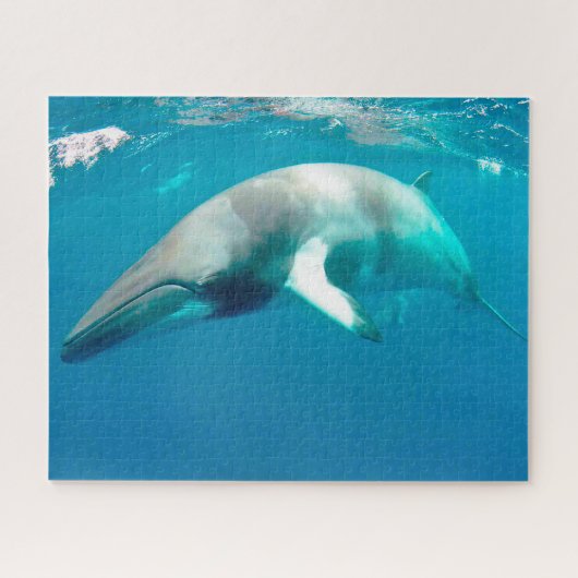 Jigsaws Minke Whales. Puzzle (Horizontal)