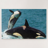 Jigsaws Orcas oder Killer Whales Puzzle (Horizontal)
