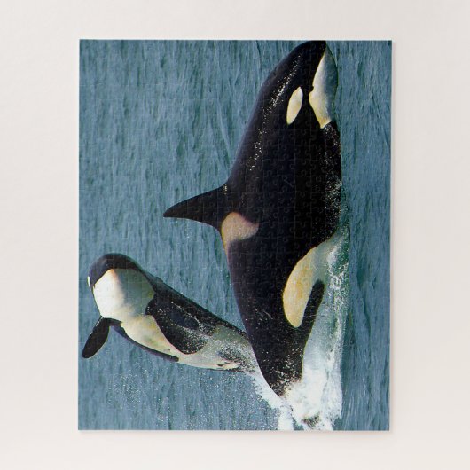 Jigsaws Orcas oder Killer Whales Puzzle (Vertikal)