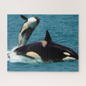 Jigsaws Orcas oder Killer Whales Puzzle (Horizontal)