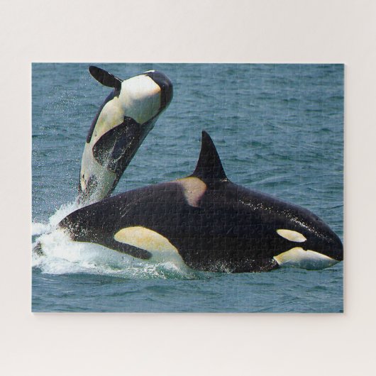 Jigsaws Orcas oder Killer Whales Puzzle (Horizontal)