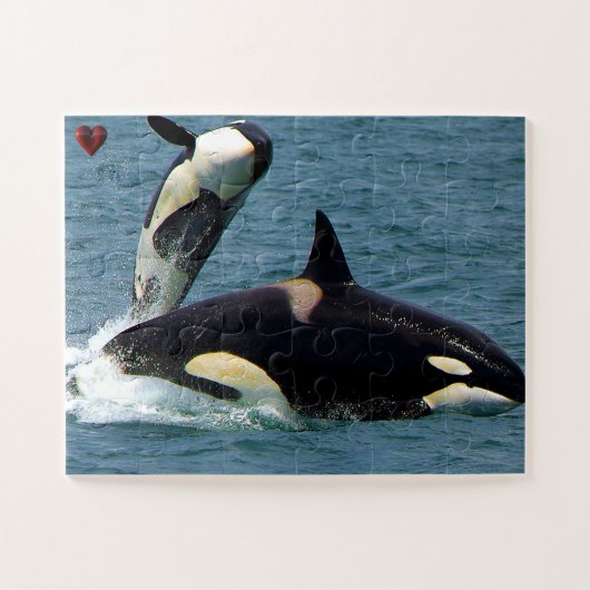 Jigsaws Orcas oder Killer Whales Puzzle (Horizontal)