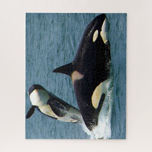 Jigsaws Orcas oder Killer Whales Puzzle (Vertikal)