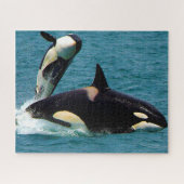 Jigsaws Orcas oder Killer Whales Puzzle (Horizontal)