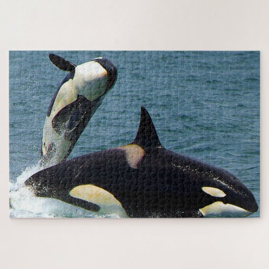 Jigsaws Orcas oder Schwertwale Puzzle (Horizontal)