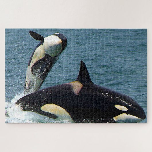 Jigsaws Orcas oder Schwertwale Puzzle (Horizontal)