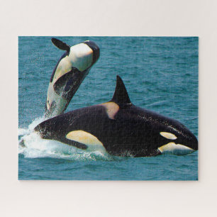 Jigsaws Orcas oder Schwertwale Puzzle