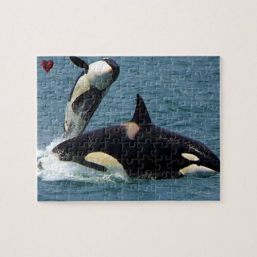 Jigsaws Orcas oder Schwertwale Puzzle (Horizontal)