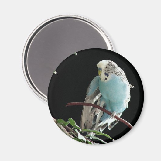 Jill Budgie Round Magnet (Vorderseite/Rückseite)