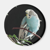 Jill Budgie Round Magnet (Vorne)