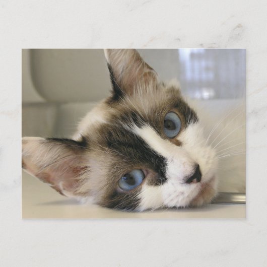 Jillie Postkarte (Vorderseite)