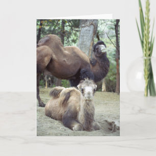 Jingle Baba und Purnimama Karte