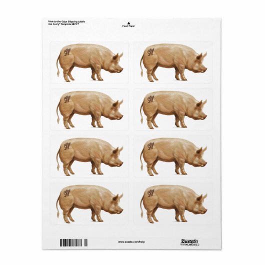 JJHD-Schweinekennzeichen (Vorne)