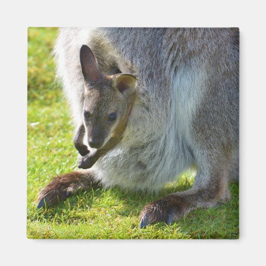 Joey in der Tasche Magnet (Vorne)