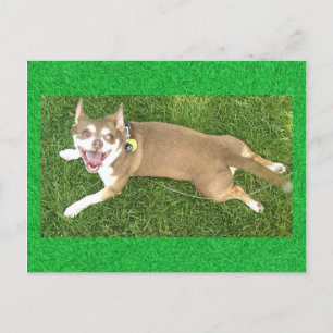 Joey Laughs Postkarte