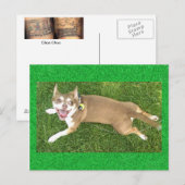 Joey Laughs Postkarte (Vorne/Hinten)