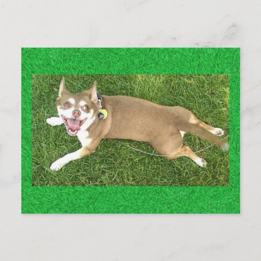 Joey Laughs Postkarte (Vorderseite)