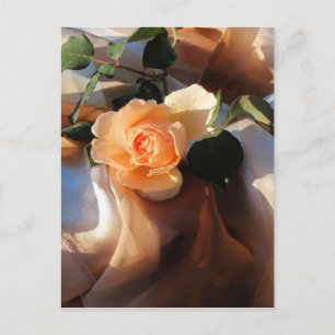 Joey Orange Rose Postkarte