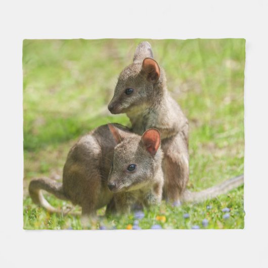 Joey Wallabies im Sonnenschein Fleecedecke (Vorderseite (Horizontal))