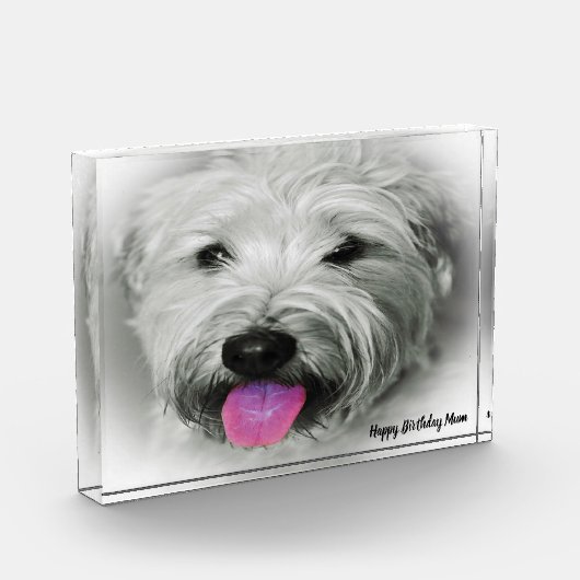 Joggen Terrier Hund. Fotoblock (Links)