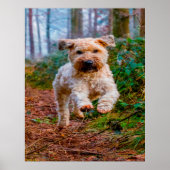 Joggen Terrier Hund. Poster (Vorne)