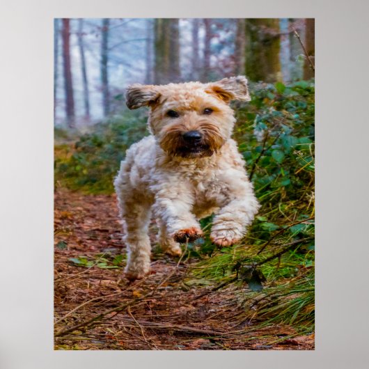 Joggen Terrier Hund. Poster (Vorne)