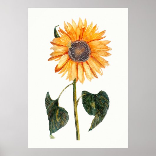 Johannes Teylers Sonnenblume Poster (Vorne)