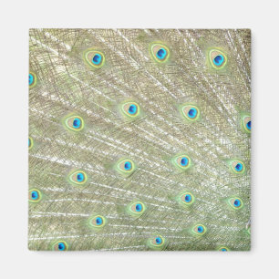 Johannesburg-Zoo, Gauteng-Provinz, Südafrika Magnet