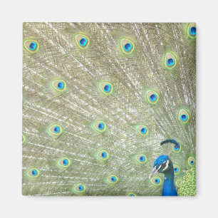 Johannesburg-Zoo, Gauteng-Provinz, Südafrika Magnet