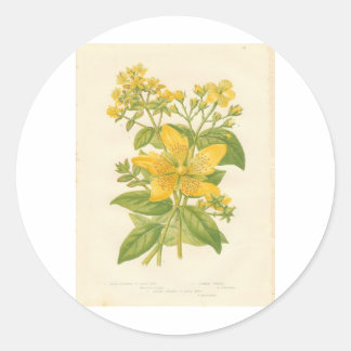 Johanniskraut, Botanische Blume Druckaufkleber Runder Aufkleber