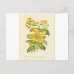 Johanniskraut, Botanischer Blumenprint Postkarte