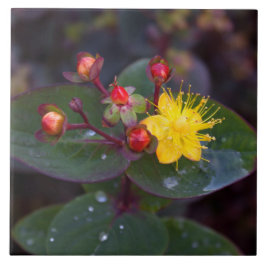 Johanniskraut Dekorative Tile Fliese