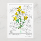 Johanniskraut Kräuterpflanze Materia Medica Cards Postkarte (Vorderseite)