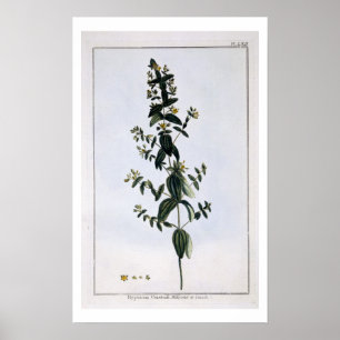 Johanniskraut, Platte 62, aus "Collection Precie Poster