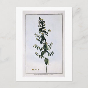 Johanniskraut, Platte 62, aus "Collection Precie Postkarte