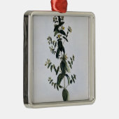 Johanniskraut, Platte 62, 'von der Sammlung Precie Silbernes Ornament (Rechts)