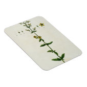 Johanniskraut, Teller 15 von "A Curious Herbal", Magnet (Rechte Seite)