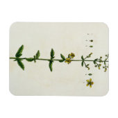 Johanniskraut, Teller 15 von "A Curious Herbal", Magnet (Horizontal)