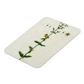 Johanniskraut, Teller 15 von "A Curious Herbal", Magnet (Linke Seite)