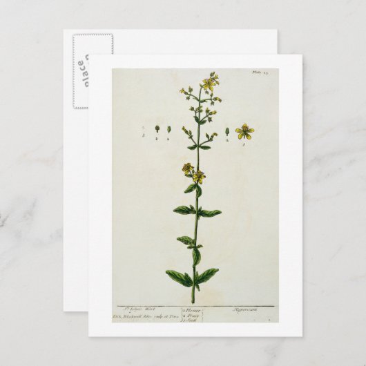 Johanniskraut, Teller 15 von "A Curious Herbal", Postkarte (Vorne/Hinten)