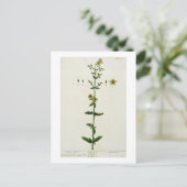 Johanniskraut, Teller 15 von "A Curious Herbal", Postkarte (Stehend Vorderseite)