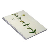 Johanniskraut, überziehen 15 von "einem notizblock (Rechte Seite)