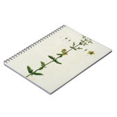 Johanniskraut, überziehen 15 von "einem notizblock (Linke Seite)