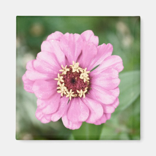 Johann's Beauty Magnet (Vorne)