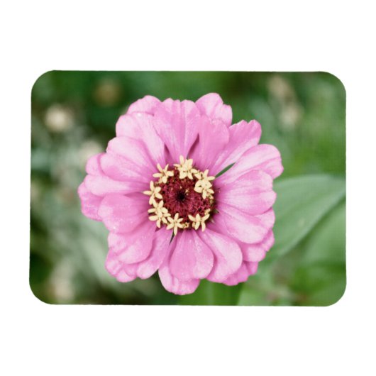Johann's Beauty Premium Magnet (Horizontal)